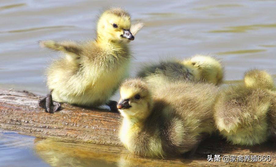 养鹅棚加温用哪种设备好,养鹅取暖设施都有哪些