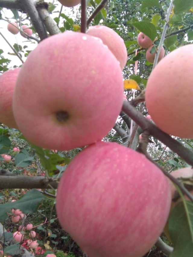 洛川苹果现状如何,洛川苹果农药