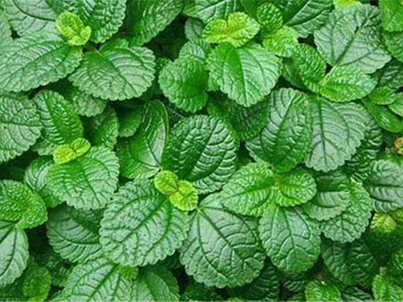 薄荷植物种植,怎么种植薄荷叶才会更大