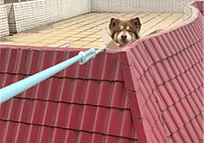 武汉阿拉斯加走失,阿拉斯加在楼顶回去了吗