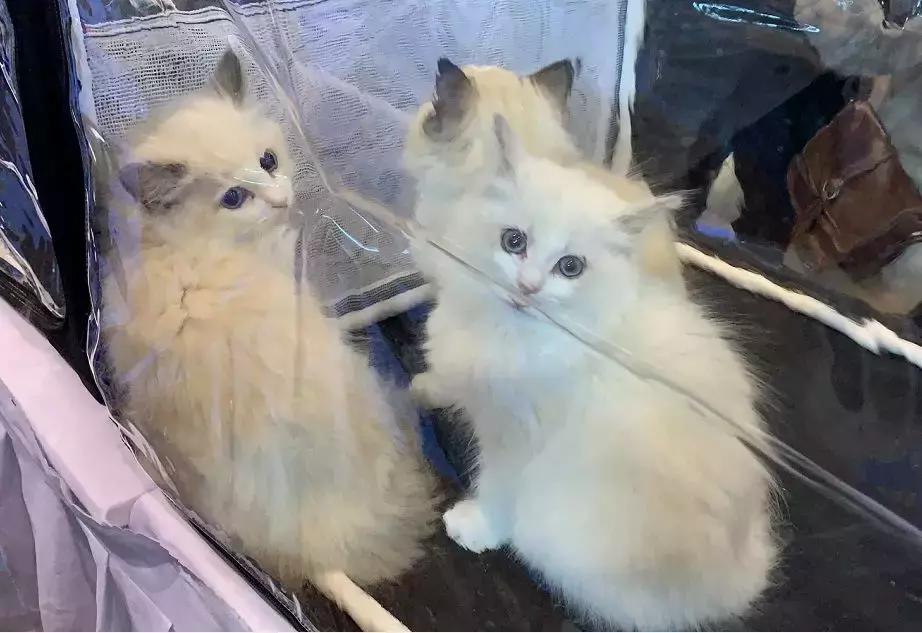 萌宠齐聚南京宠物博览会,day1