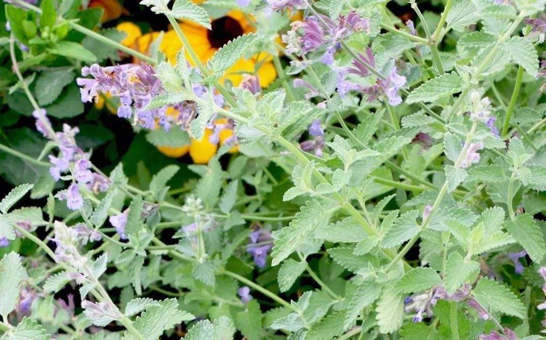 猫薄荷为什么只对猫科动物有用,猫和猫薄荷有什么相同点