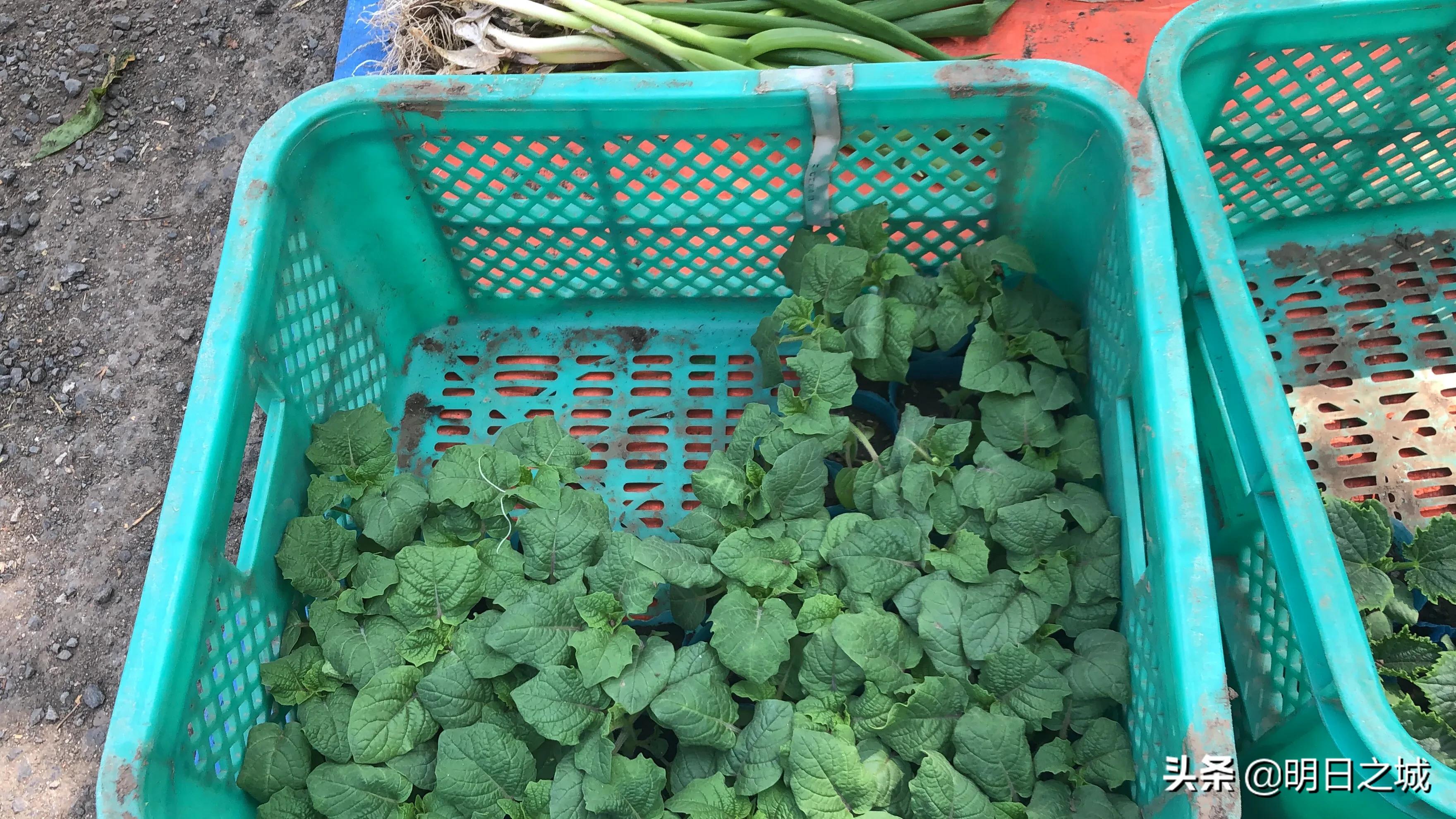 长春早市晚市大集大全2021,长春目前存在的早市