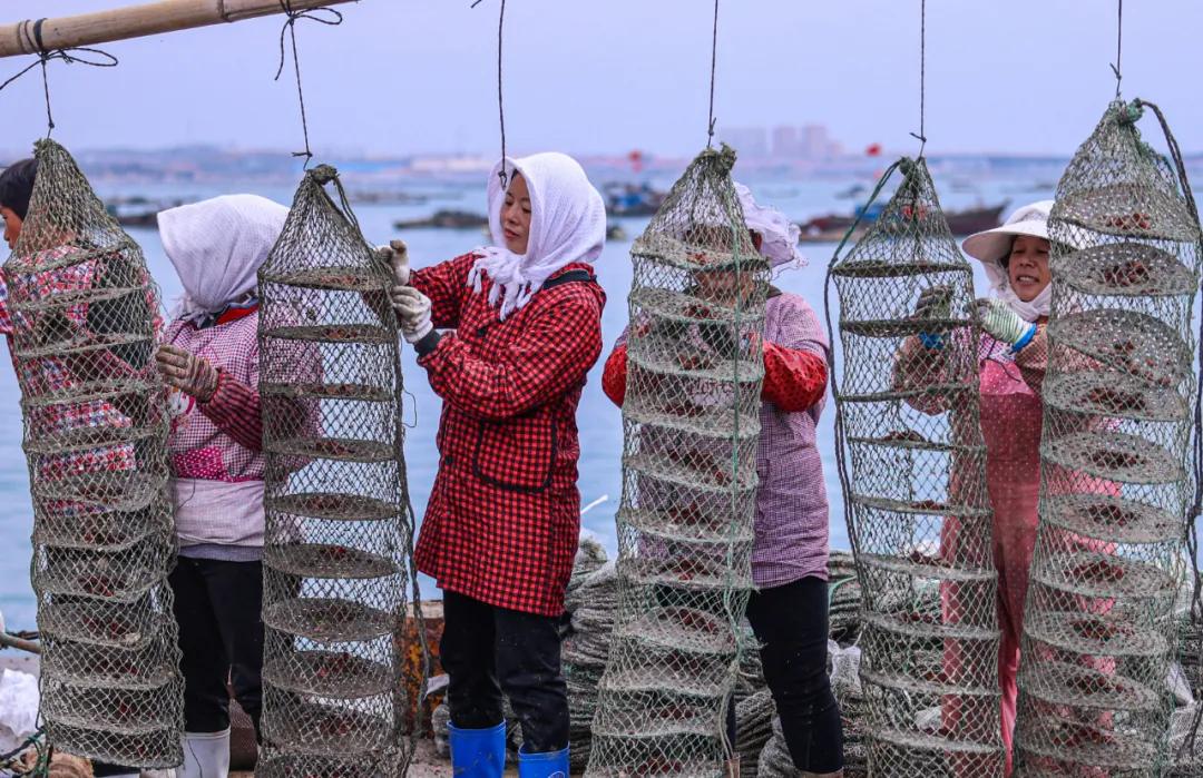 荣成扇贝分苗视频,秋冬种植忙播种来年新希望