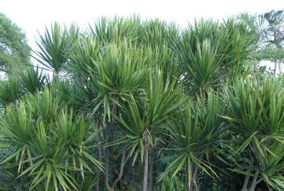 鑺辨埧濮戝澶氳倝閰嶅湡,鑺辨埧濮戝鐜夐湶澶氳倝