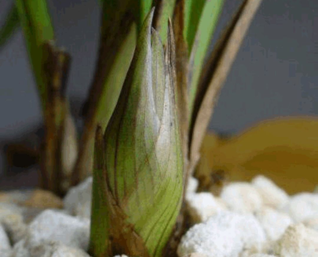 蕙兰花苞怎么施肥,蕙兰花苞如何养