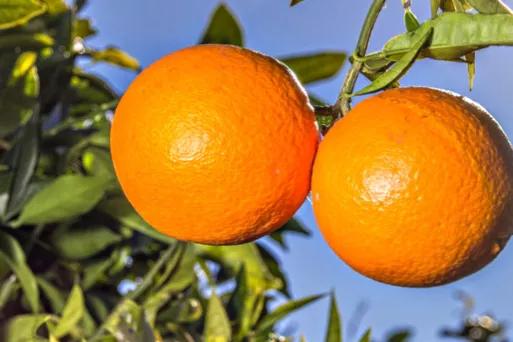 哪个地方出产的橙子最好吃,现在哪里的橙子最好吃