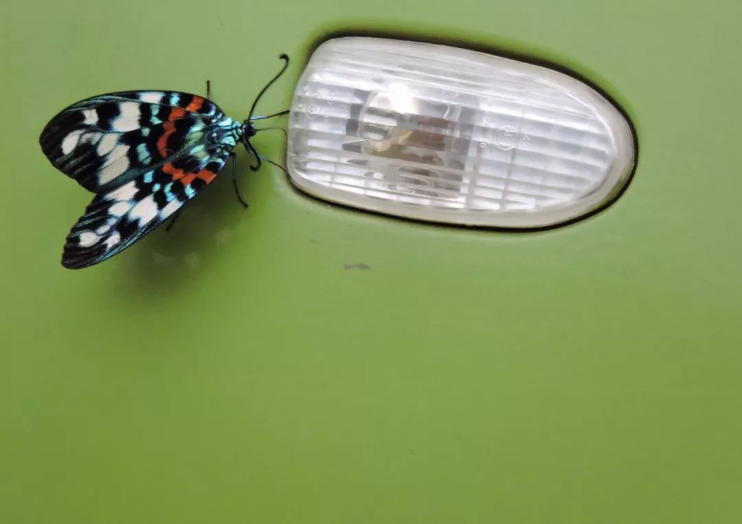 传说中的蛊虫真的有吗,传说中的扑棱蛾子