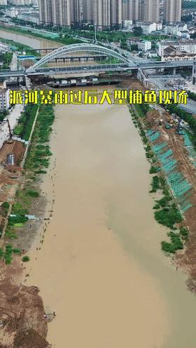 翘嘴泛滥成灾邀请各地钓友,水库开闸放水引来捞鱼大军