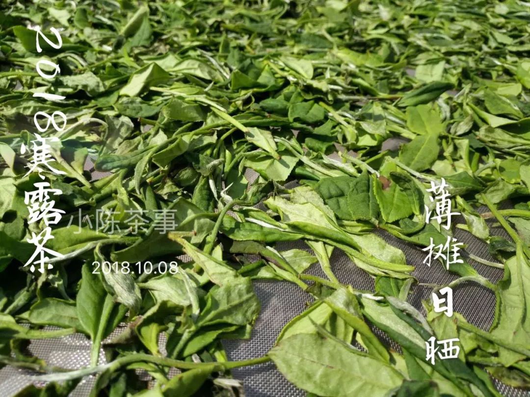 白茶红茶绿茶都是碱性的吗,白茶茶汤酸涩是什么原因