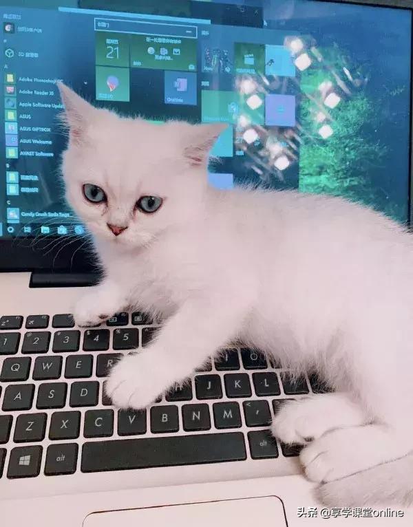 程序员养狗好还是养猫好,为什么程序员不能没有猫