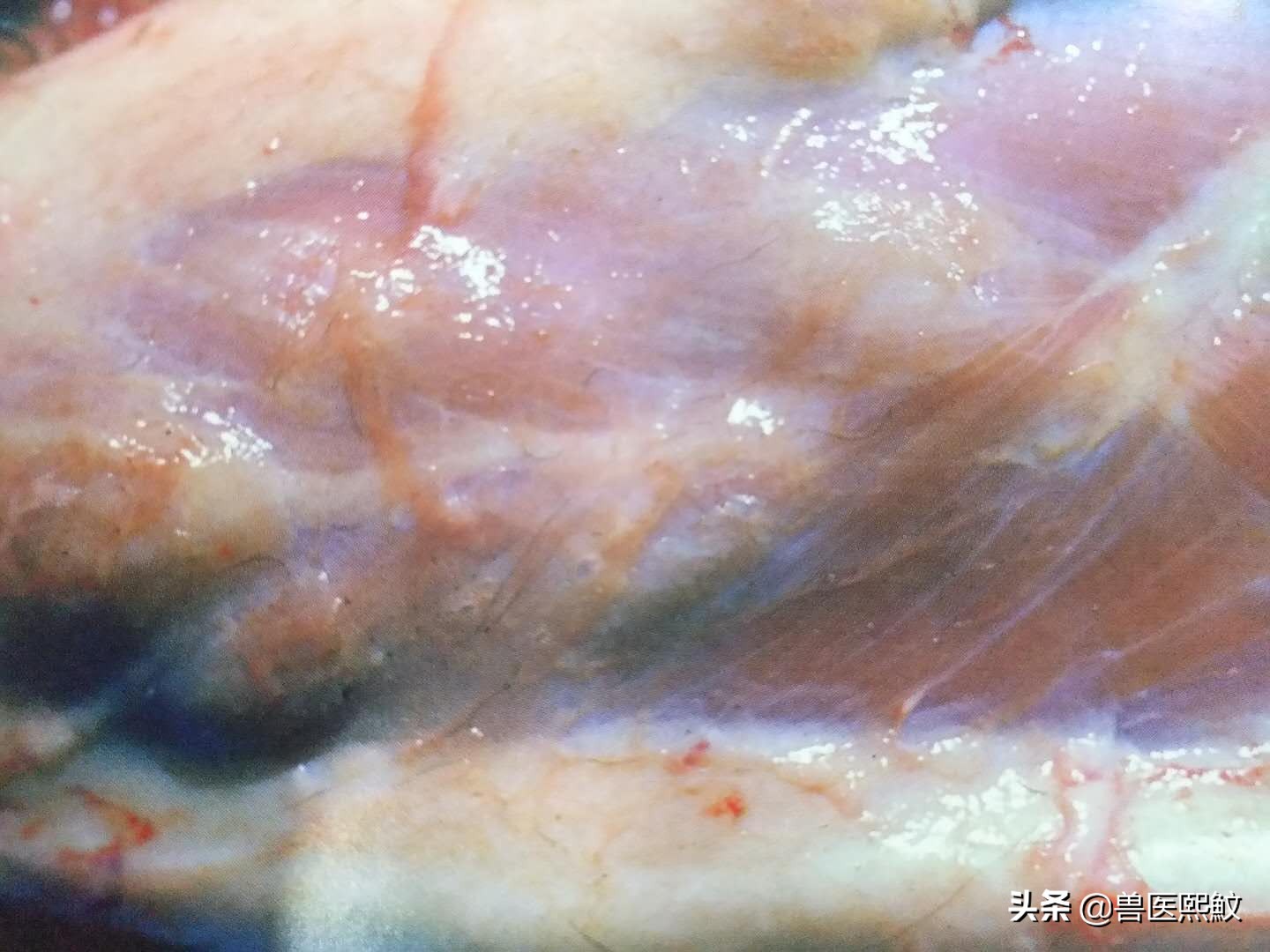 牛结节性皮肤病哪里出现,牛结节性皮肤病传播方式