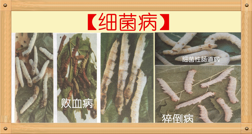 养蚕主要蚕病有哪些,蚕得病怎么办