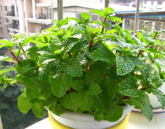 从物理驱蚊开始,如何物理驱蚊灭蚊