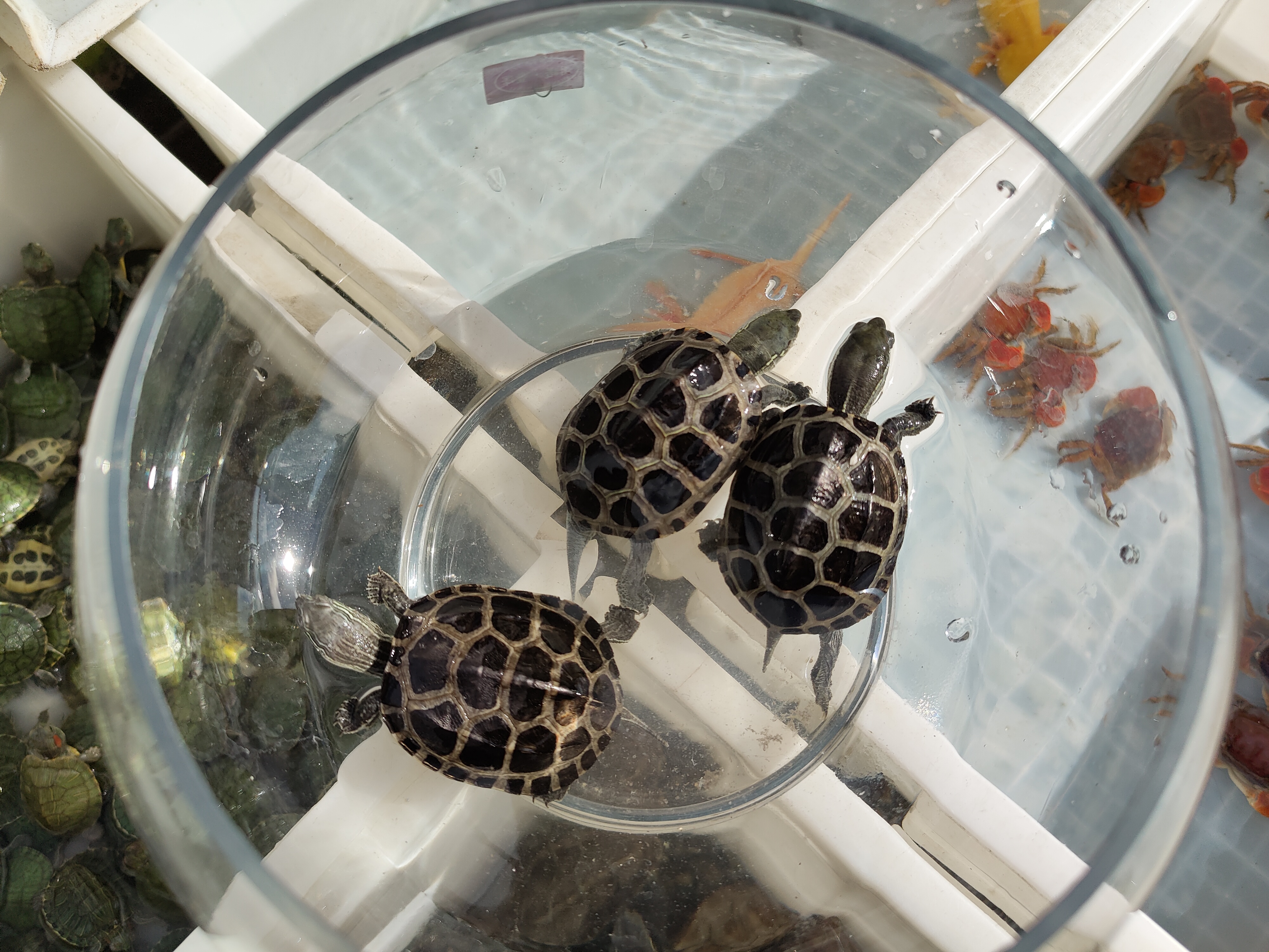 养乌龟新手入门养什么龟比较好,养乌龟新手应该买什么样的龟