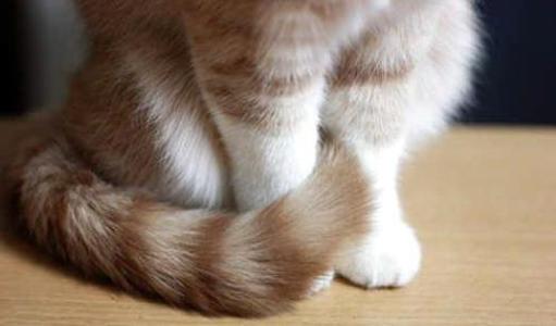 拽猫尾巴会导致拉稀么,为什么拽猫咪的后背毛会抖动