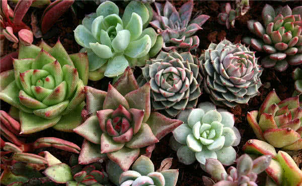 韩国小哥吃播多肉植物，整棵多肉直接啃，网友：有点心疼这多肉