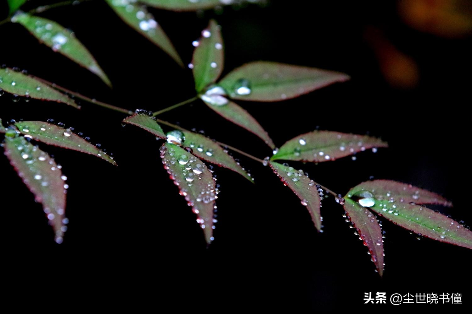 夜里突降暴雨！旅途中的杨万里信手拈来，写下了一首经典的咏雨诗