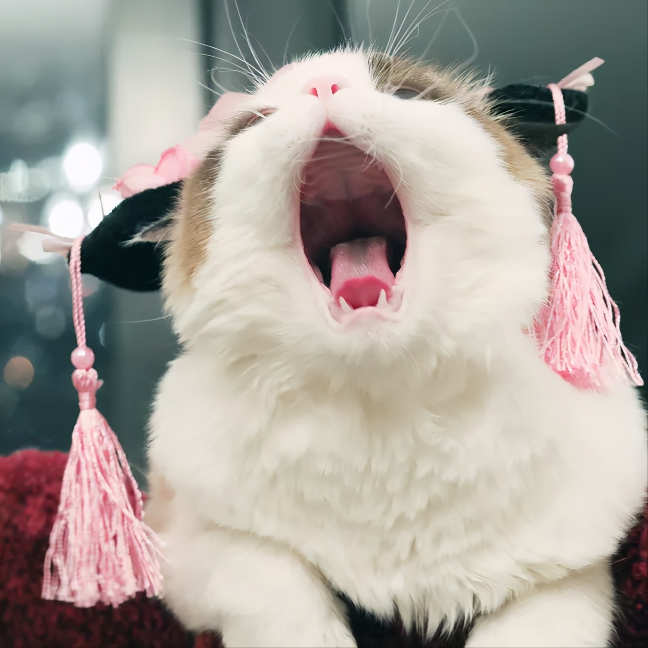 英短怎么养才变得粘人,美短粘人还是英短粘人