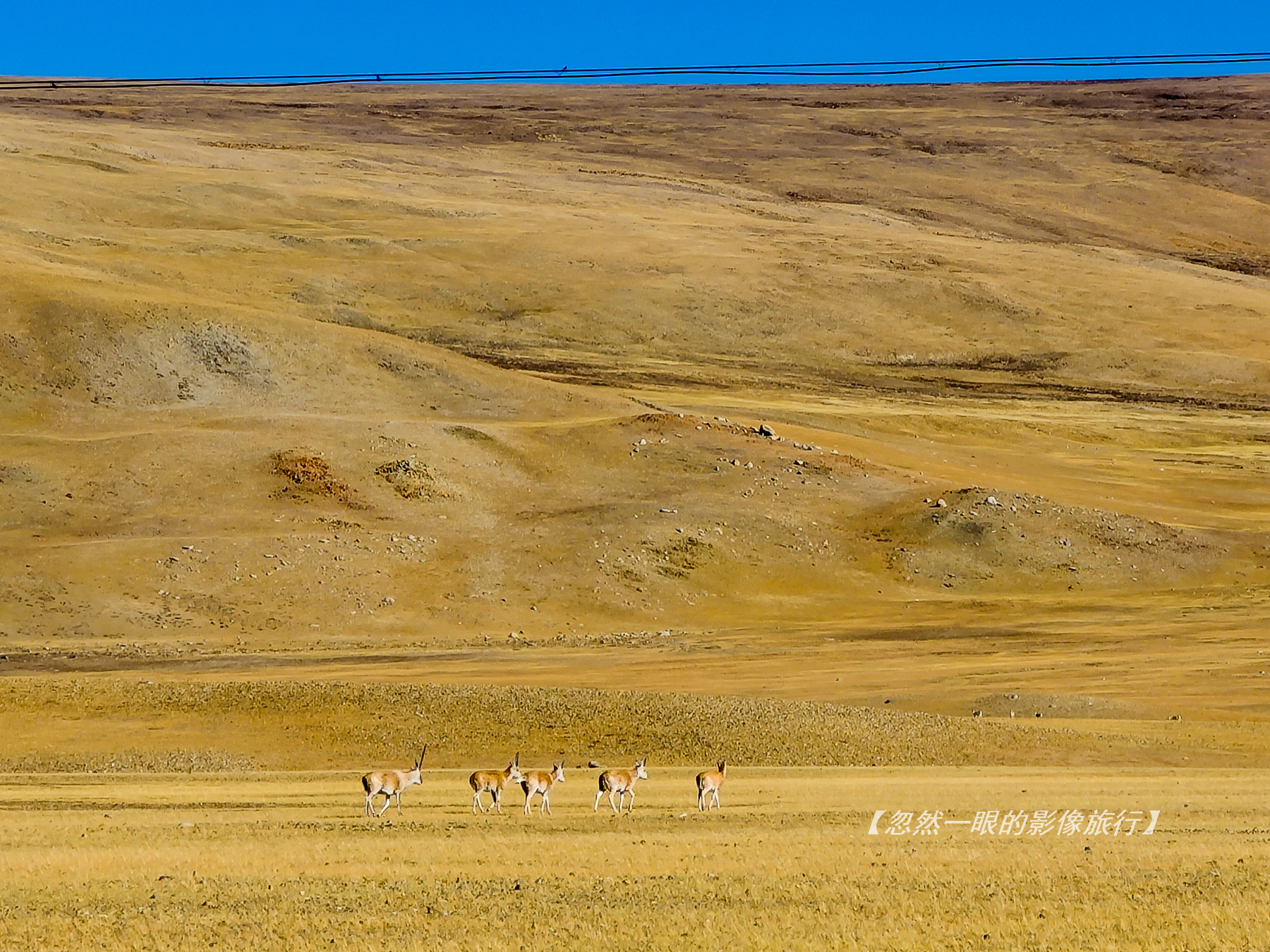阿里无人区野狼出没,阿里无人区狐狸