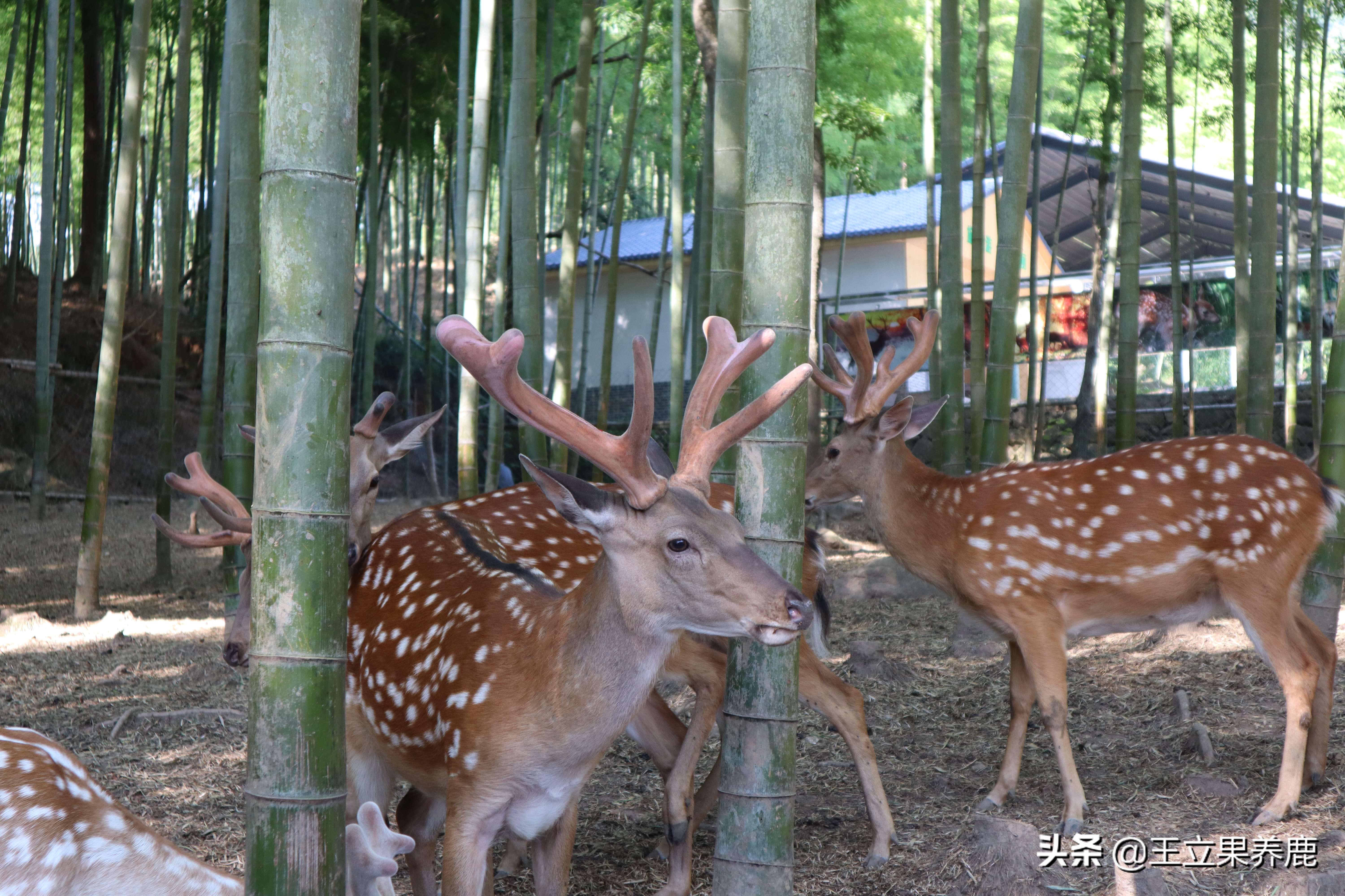 养鹿圈养好还是散养好,散养和圈养哪个利润高