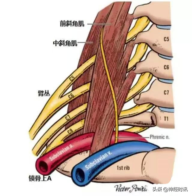 周围神经卡压解剖与分析,腓浅神经卡压解剖视频