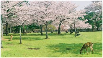 坐游轮去日本自由行攻略,日本自由行视频攻略