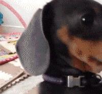 狗吃醋起来比男朋友还难哄,狗子这才是哄女朋友的正确方式