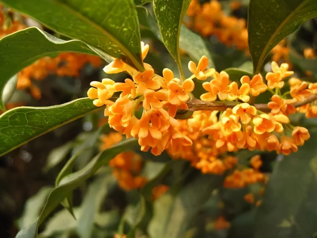 桂花发了好多新芽,桂花品种对比一览表