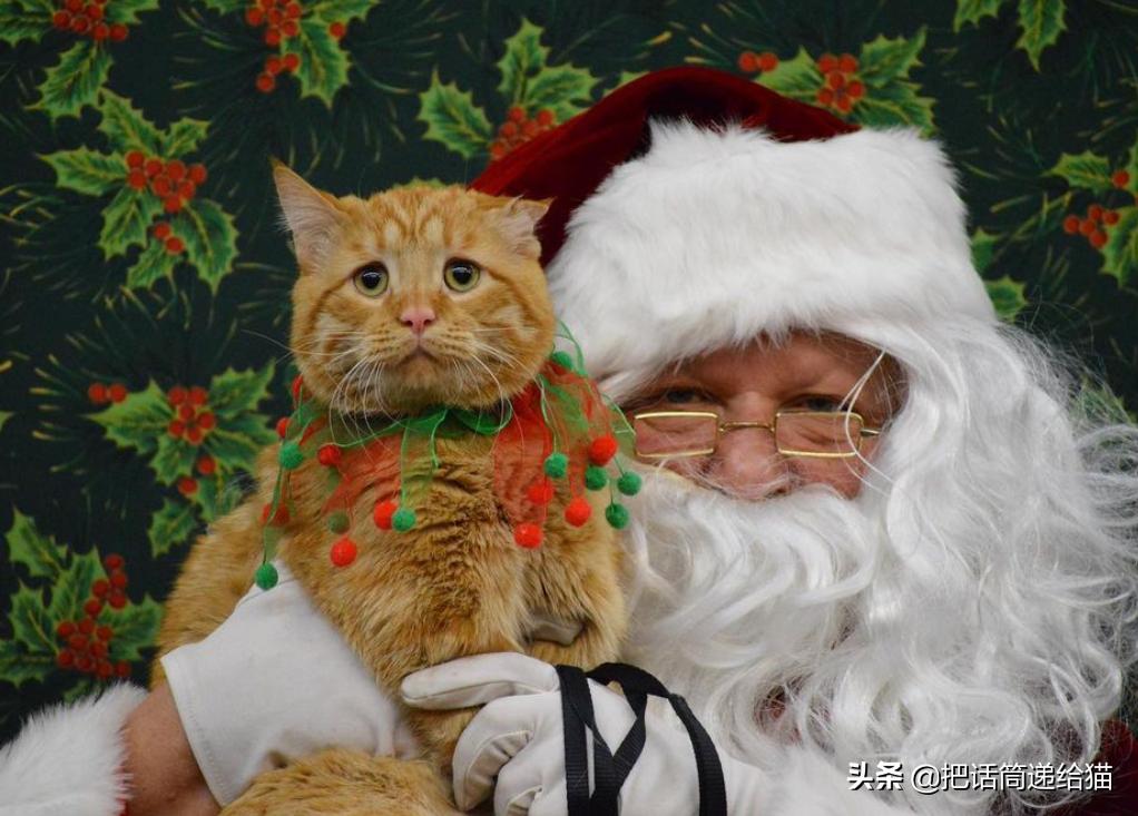 被弃养的猫还要打疫苗吗,弃养了一只猫