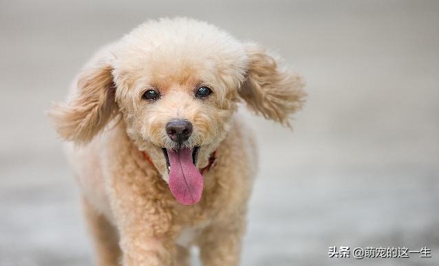 狗狗品种你知道多少,狗狗有多少品种及智商排名