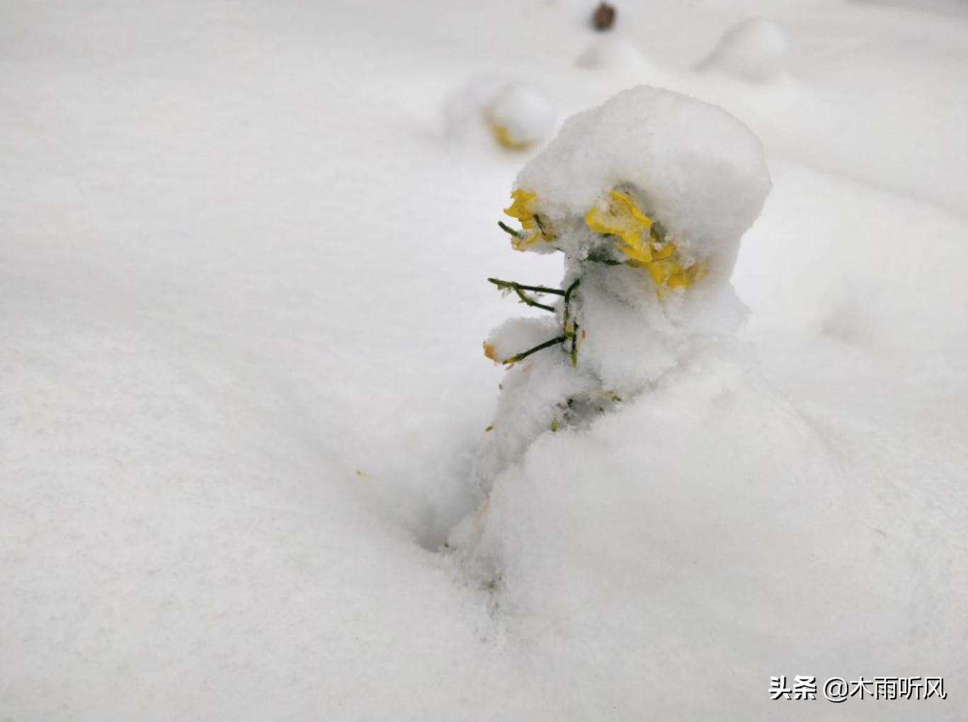 种植的小麦冬季能不能浇水,小麦和大蒜的高产技术