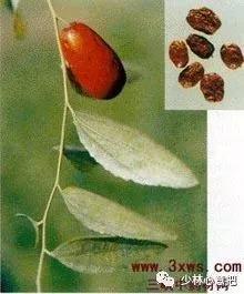 动物中药功效大全,中药药材大全及功效