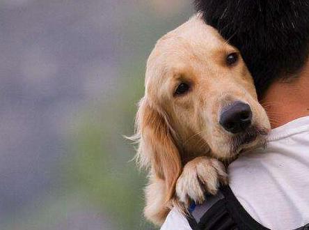 狗狗太怕铲屎官该怎么办,狗狗坚决不想走路跟铲屎官杠到底