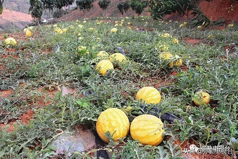 弥勒千亩西瓜熟了！黄心瓜、红心瓜、小香瓜…你喜欢哪种？