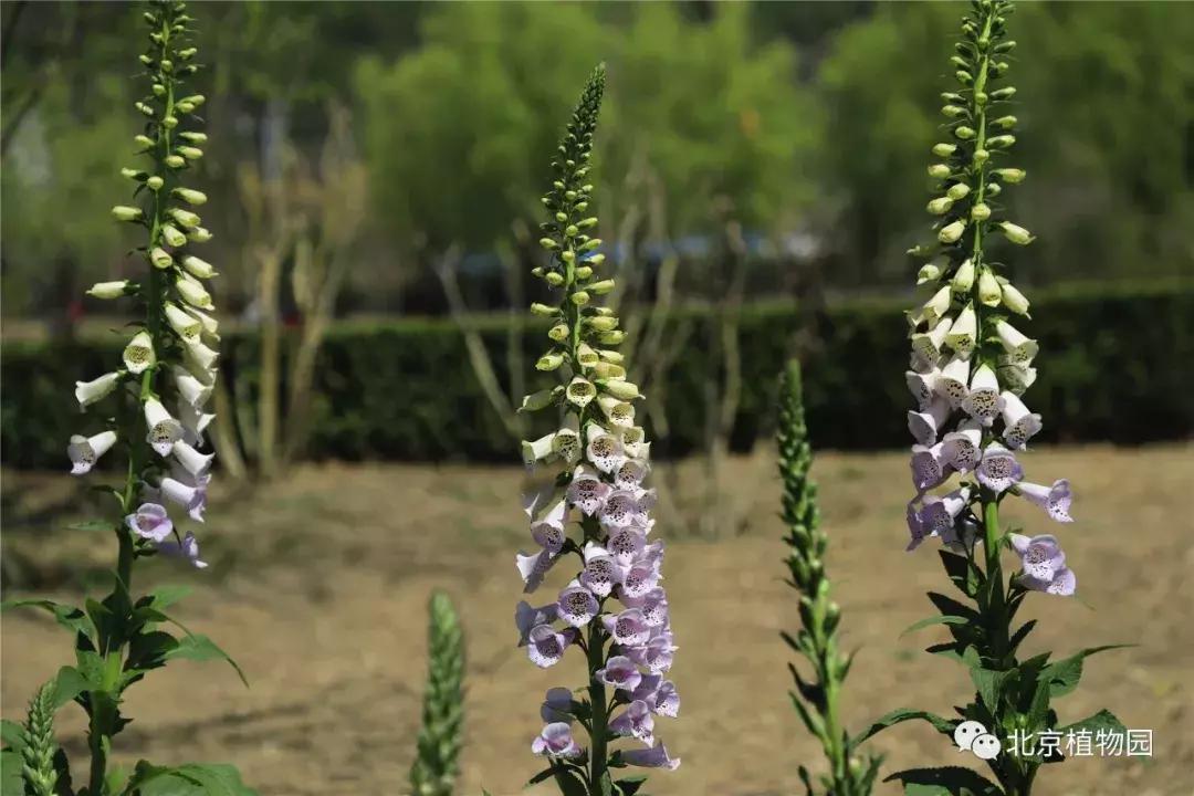 中国科学院植物研究所北京植物园,北京植物园有牡丹花还有什么花