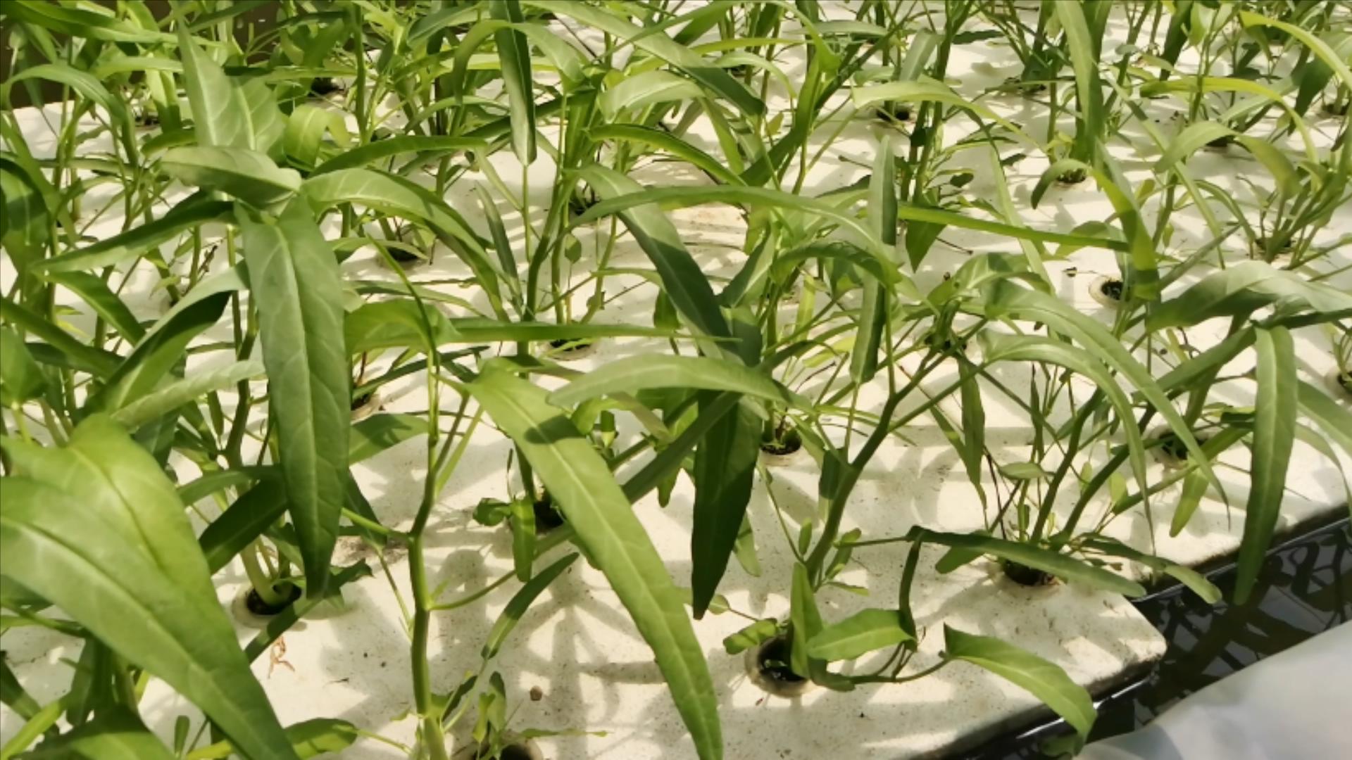 阳台用泡沫箱种植蔬菜的方法,阳台种植蔬菜的技巧和方法视频