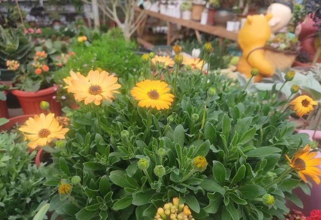 家庭养花技巧大全及养护方法,家里养花怎么养不活是家运不好吗