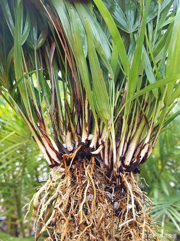 室内适合养的棕竹品种,观叶植物棕竹养殖方法