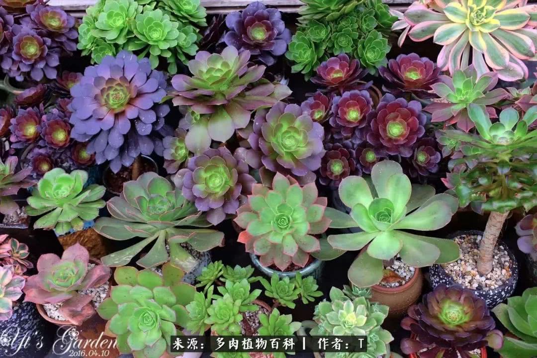 多肉还可以这样玩(上):八年养肉路剪影!