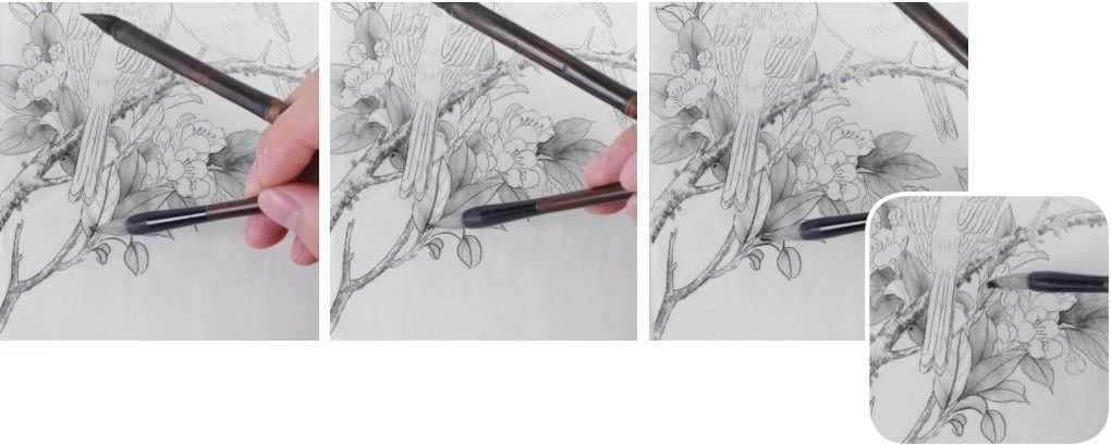 蜡嘴雀工笔画,蜡嘴鸟画画教程