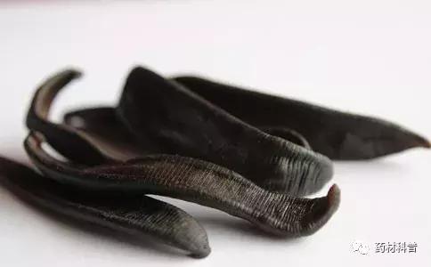 吸你的血，治你的病，吸血狂魔还有这作用？