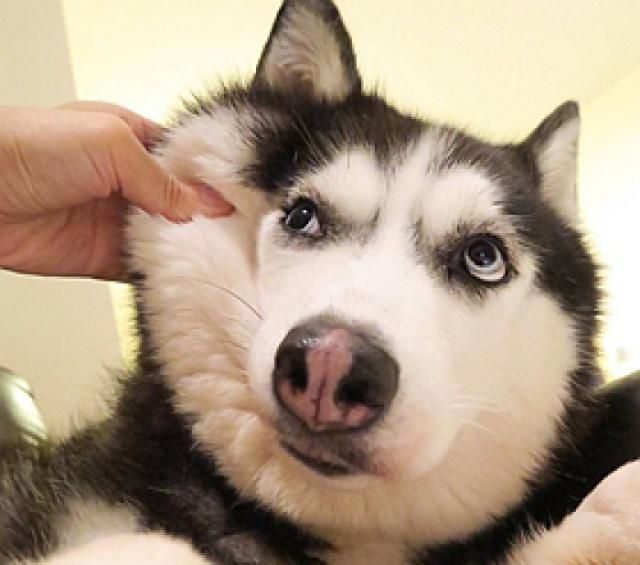 便宜又适合懒人养的小众宠物,单身男士上班族适合养什么宠物