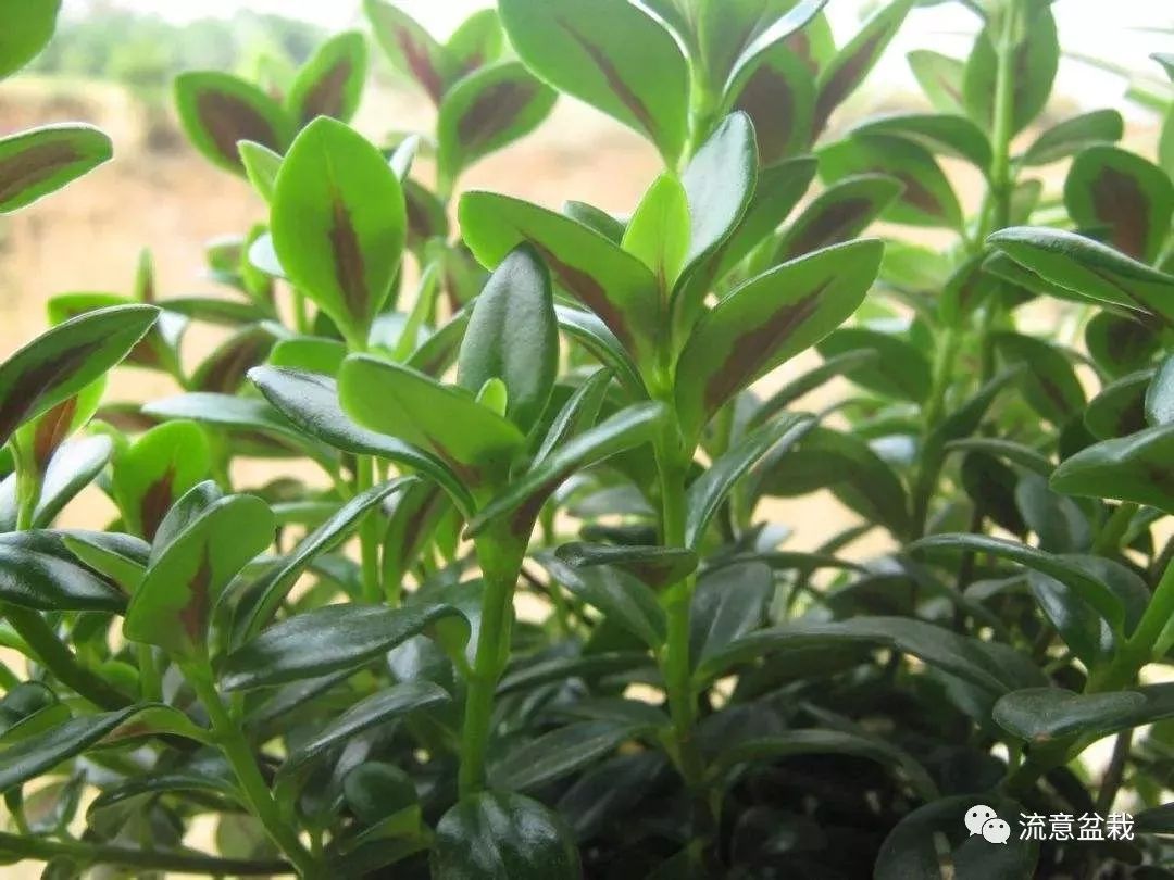 金鱼吊兰不开花教你几招花开满盆,金鱼吊兰用矮盆还是高盆合适