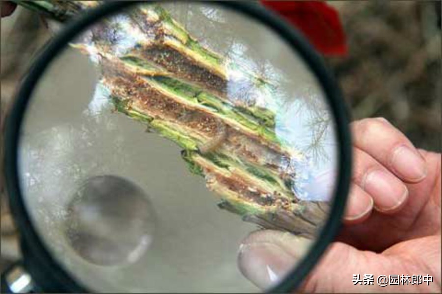 大松树松蚜怎么防治,松树病虫害及防治属于什么行业