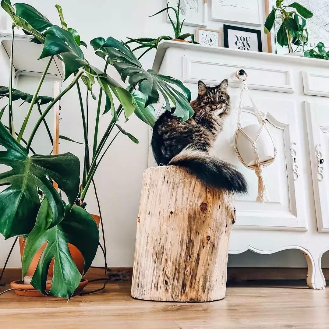 对猫咪无害的绿植花卉,猫咪禁忌养的植物