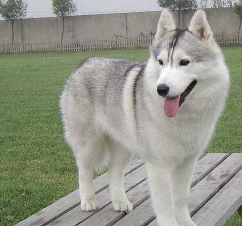 养狗之前看性格,养狗前必看