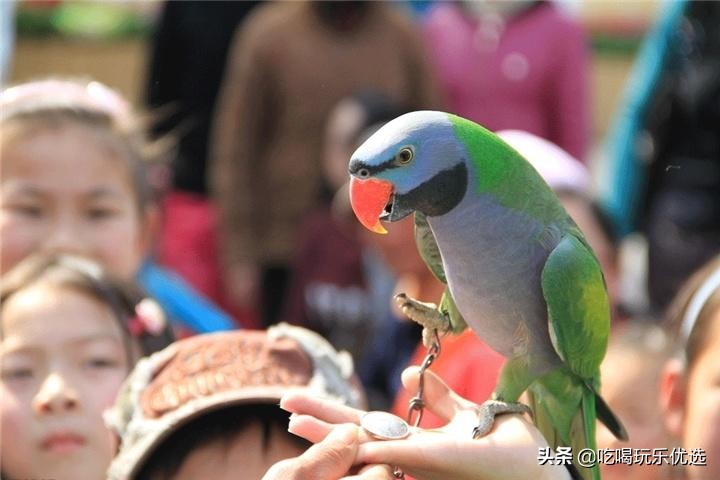 深圳观澜山水田园游乐设施,观澜山水田园旅游文化园相片
