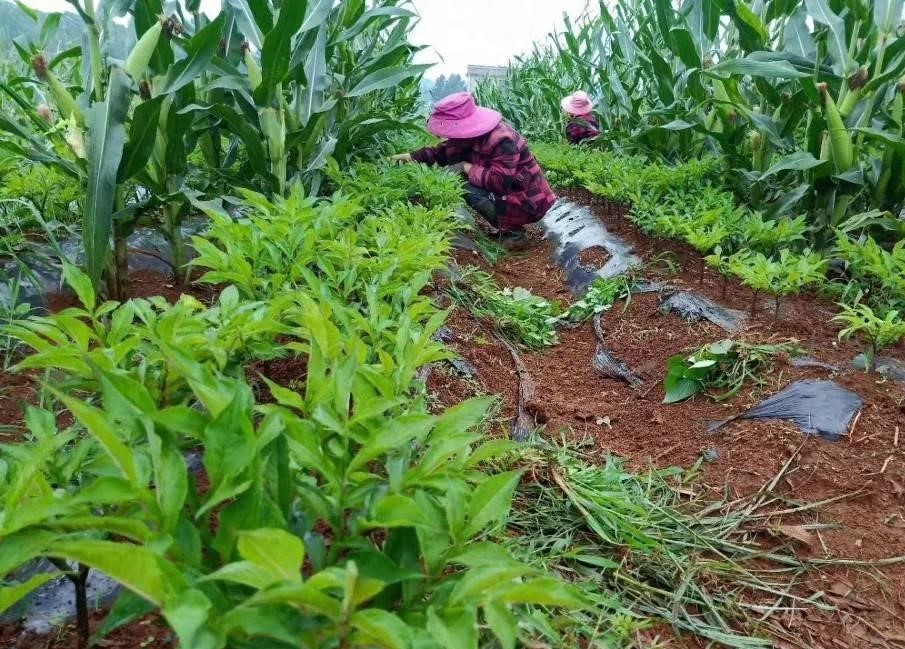种植魔芋还能赚钱吗,种魔芋赚钱吗