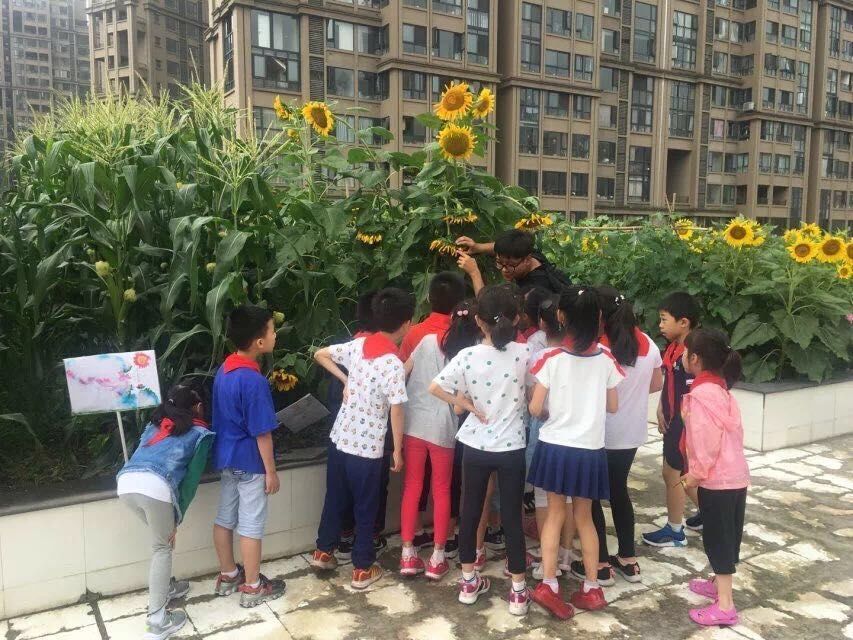 锦一附小和泡小天府哪个好,成都锦一附小咋样